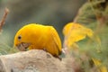 Beautiful parrot in Loro Park in Puerto de la Cruz on Tenerife, Canary Islands Royalty Free Stock Photo