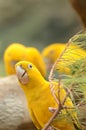 Beautiful parrot in Loro Park in Puerto de la Cruz on Tenerife, Canary Islands Royalty Free Stock Photo