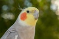 Beautiful parrot nymph Royalty Free Stock Photo