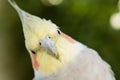 Beautiful parrot nymph Royalty Free Stock Photo