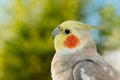 Beautiful parrot nymph Royalty Free Stock Photo