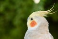 Beautiful parrot nymph Royalty Free Stock Photo