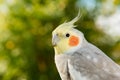 Beautiful parrot nymph Royalty Free Stock Photo