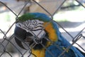 Blue Parrot Face Close Up In An Caged Enclosure Royalty Free Stock Photo