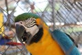 Blue Macaw Parrot Close Up Side View Royalty Free Stock Photo