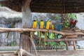 The beautiful parrot, red-blue-yellow macaw, birds sitting on the branch. Royalty Free Stock Photo