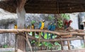 The beautiful parrot, red-blue-yellow macaw, birds sitting on the branch. Royalty Free Stock Photo