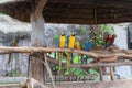 The beautiful parrot, red-blue-yellow macaw, birds sitting on the branch. Royalty Free Stock Photo