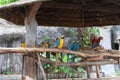 The beautiful parrot, red-blue-yellow macaw, birds sitting on the branch. Royalty Free Stock Photo