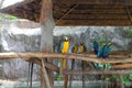 The beautiful parrot, red-blue-yellow macaw, birds sitting on the branch. Royalty Free Stock Photo