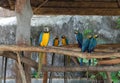 The beautiful parrot, red-blue-yellow macaw, birds sitting on the branch. Royalty Free Stock Photo