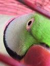 Indian alexandrine parrot while playing in his cage