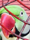 Indian alexandrine parrot while playing in his cage