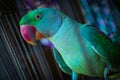 Beautiful Parrot Sitting Inside The Cage. Close Up Image. Royalty Free Stock Photo