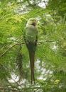 A Beautiful Parrot Sitting on a tree branch. Royalty Free Stock Photo