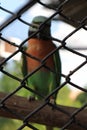 Beautiful parrot In a steel cage.