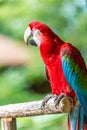 A beautiful parrot on a stick with his eyes open