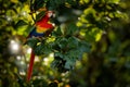 Beautiful parrot on tree green tree in nature habitat. Red parrot Scarlet Macaw, Ara macao, bird sitting on the branch, Costa rica Royalty Free Stock Photo