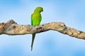 Beautiful parrot on the tree. Rose-ringed Parakeet, Psittacula krameri, in nature green forest habitat, Yala NP, Sri Lanka. Green