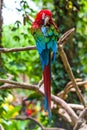 A beautiful parrot in the tropical zoo of Ubud, Bali, Indonesia. Royalty Free Stock Photo