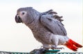 Beautiful Jaco parrot on a white background