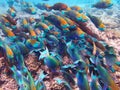 Parrotfishes Scaridae - Kuramathi Maldives Royalty Free Stock Photo