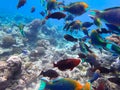 Parrotfishes Scaridae - Kuramathi Maldives Royalty Free Stock Photo