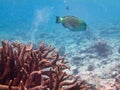 Parrotfishes Scaridae - Kuramathi Maldives Royalty Free Stock Photo