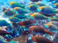 Parrotfishes Scaridae - Kuramathi Maldives Royalty Free Stock Photo