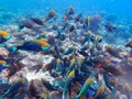 Parrotfishes Scaridae - Kuramathi Maldives Royalty Free Stock Photo