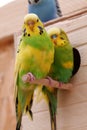 Beautiful parrots sits near birdhouse