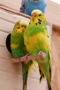 Beautiful parrots sits near birdhouse