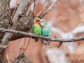 Beautiful parrots in zoo at Loro Park Loro Parque, Tenerife, Canary Islands, Spain Royalty Free Stock Photo