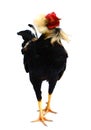 Partridge Cochin Rooster.