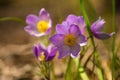 ÃÂ Pasque or anemone wild flowers in sunny spring forest Royalty Free Stock Photo