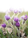 Beautiful pasque flowers in the mist, the first spring forest Royalty Free Stock Photo