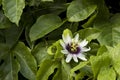 Beautiful passiflora with shades of white and purple. Royalty Free Stock Photo