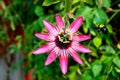 Beautiful passion fruit flower or Passiflora Passifloraceae. Royalty Free Stock Photo