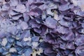 Beautiful pastel blue blooming hydrangea flowers, close up. Floral texture for background Royalty Free Stock Photo