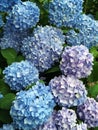 Beautiful pastel blue hydrangea flowers blooming in the garden. Floral background Royalty Free Stock Photo