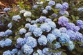 Beautiful pastel blue hydrangea flowers in full bloom in the garden Royalty Free Stock Photo