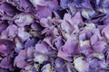 Beautiful pastel blue and purple hydrangea flowers in bloom. Floral texture for background Royalty Free Stock Photo