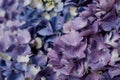 Beautiful pastel blue and purple hydrangea flowers in bloom, close up. Summer floral texture for background Royalty Free Stock Photo