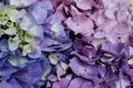Beautiful pastel blue and purple hydrangea flowers in bloom, close up. Summer floral texture for background Royalty Free Stock Photo