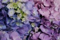 Beautiful pastel blue and purple hydrangea flowers in bloom, close up. Summer floral texture for background Royalty Free Stock Photo