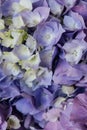 Beautiful pastel blue and purple hydrangea flowers in bloom, close up. Summer floral texture for background Royalty Free Stock Photo