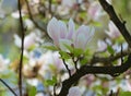 Beautiful pastel magnolia flower Royalty Free Stock Photo