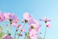 Beautiful pastel pink cosmos flowers blooming on blue sky background Royalty Free Stock Photo