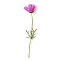 Beautiful pastel pink flowers isolated at white