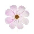 Beautiful pastel pink flowers isolated at white